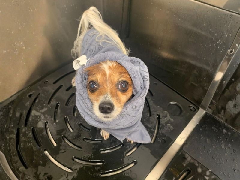 Grooming canino em Oeiras com cuidado e atenção ao detalhe