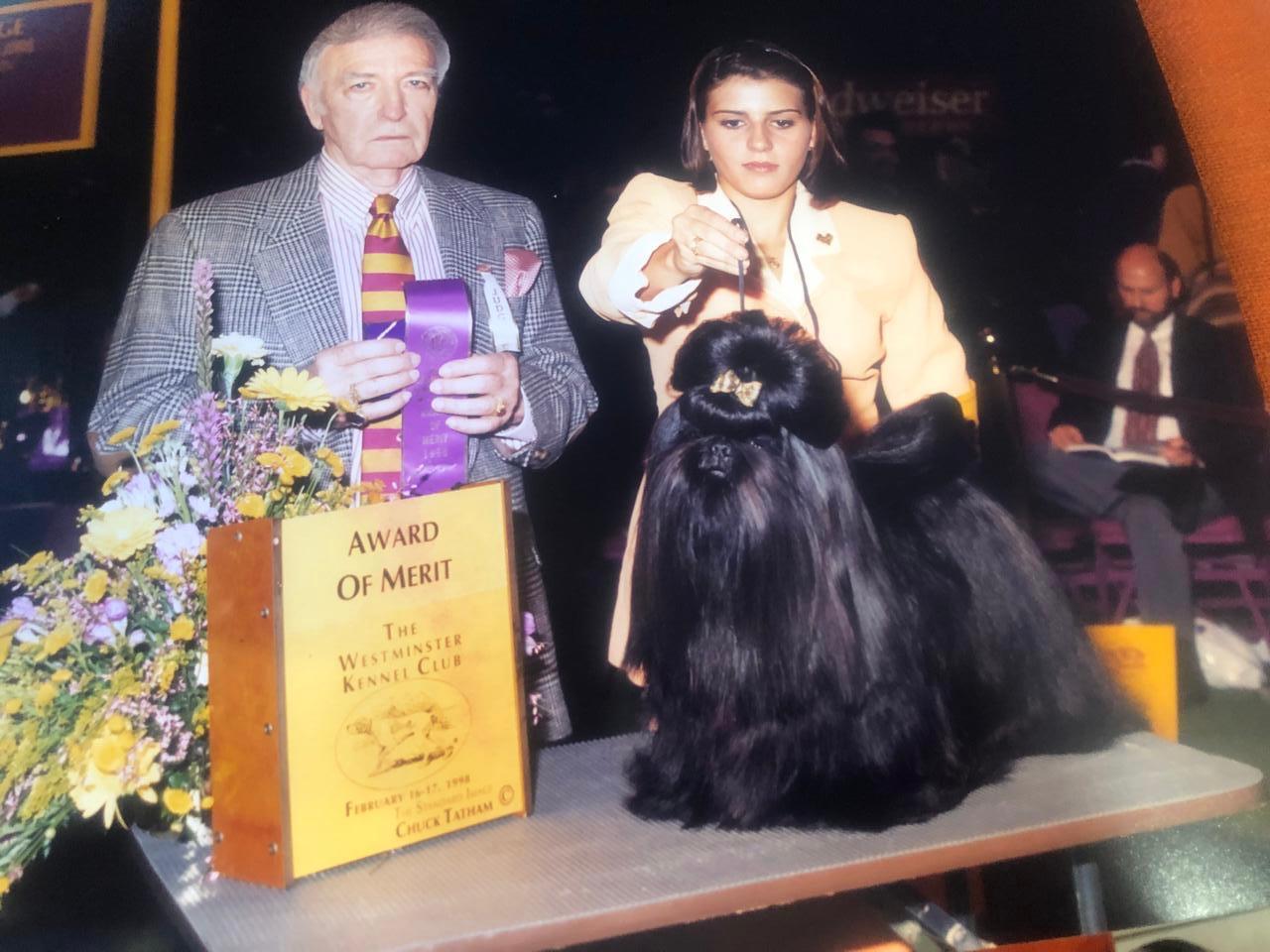 Momentos de experiência em grooming canino e exposições internacionais