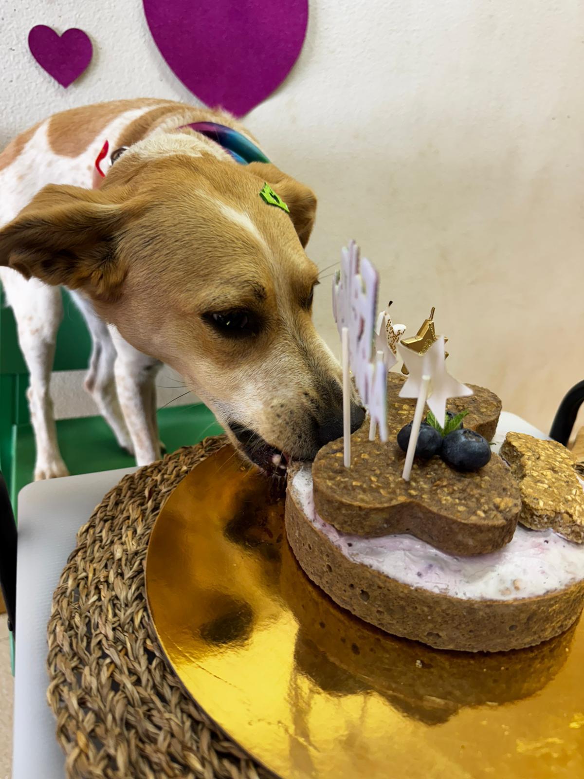Bolo de aniversário para cães personalizado na Girassol Pets